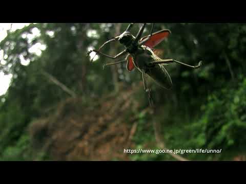 マレーシアのシロスジカミキリ