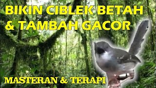 Download lagu masteran ciblek, masteran dan terapi burung ciblek, masteran dan terapi suara air mp3