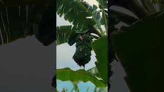 Download lagu Dj Nate Tresno X Tresno Liyane By Rizki Yete - (Story Wa) mp3