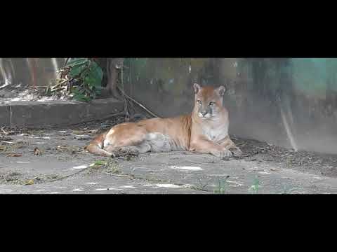 Wild Cat . The Cougar an animal of prey.(Guyana)