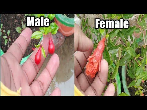 How To Identify your Female Flowers in Pomegranate || अनार के पौधे मे Female Flower को कैसे पहचाने |