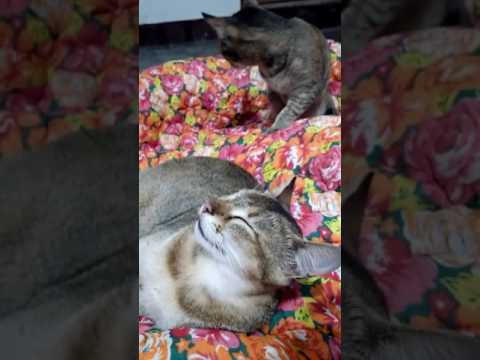 Simu sulks after hit by mommy,Aane