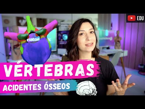 Vértebras: Acidentes Ósseos