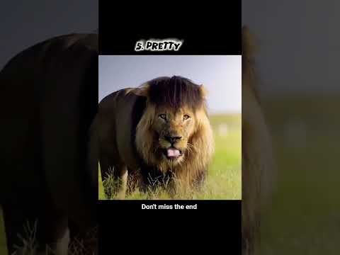 aura of mopaogo groups lion #trending #viral #wildlife #lion #kingslion