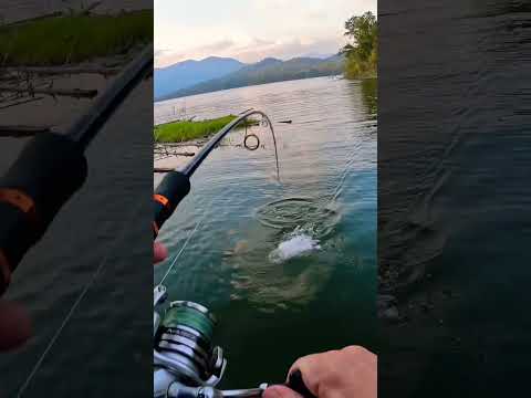 Extreme Giant Snakehead Fishing!!!