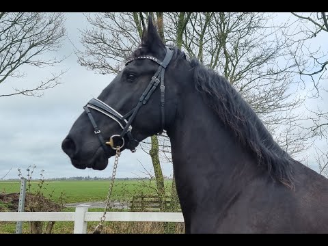 Stal Okkema's Yoep - Norbert x Lolke - Gelding - 2015