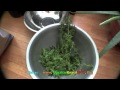 Marijuana Harvest Cannabis Herb Pitbull 50 days of flowering Music Midnite Ancesta