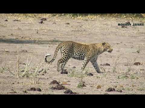 Mokore Safaris 21