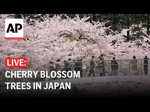 LIVE: Watch cherry blossom trees in Japan as blooming season approaches