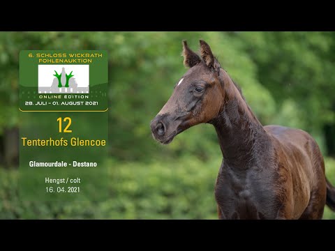 Fohlenauktion 28.7. - 01.8.2021 Katalog-Nr. 12 Tenterhofs Glencoe HF v. Glamourdale - Destano