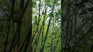 Download lagu suara angin dihutan bambu sore hari mp3 Download lagu suara angin dihutan bambu sore hari mp3