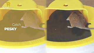 Flip N Slide in action - The #1 Bucket Mouse Trap
