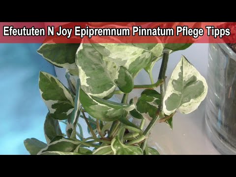Efeututen N Joy Epipremnum Pinnatum Pflege Tipps / richtig pflegen Standort ,Gießen, Schneiden uvm.