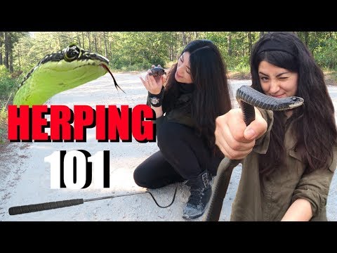 如何找到蛇 - 初學者的爬山活動 (HOW TO FIND SNAKES - HERPING FOR BEGINNERS)