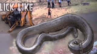 Titanoboa Still Alive?  Worlds Largest Snakes