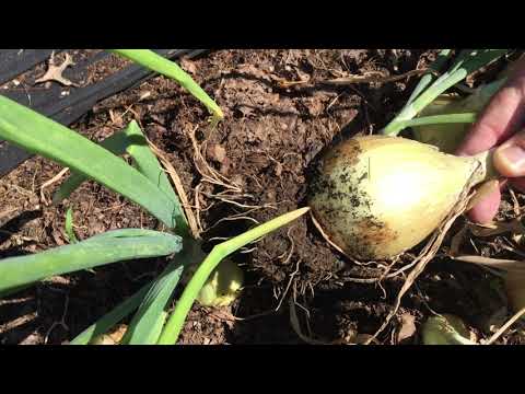 2020.07.26 Vegetable Garden Update, The Harvest Begins