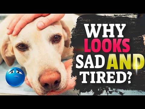 🐶WHY Your DOG Looks Sad and Tired