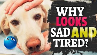 🐶WHY Your DOG Looks Sad and Tired