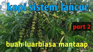 Download lagu budidaya kopi sistem lancuran buah luarbiasa mantaaap mp3
