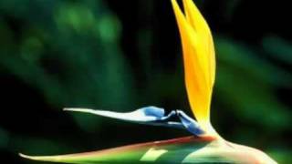 God Damn You&#39;re Beautiful - Chester See