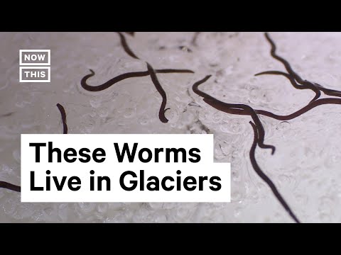 What Are Ice Worms?