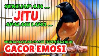 Download lagu pancingan murai batu AGAR BUNYI jitu untuk JADIKAN murai batu GACOR EMOSI❗ mp3