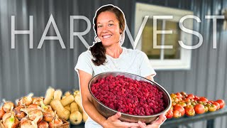 Late-Summer HARVEST: Bringing in FOOD for WINTER (Part 1)