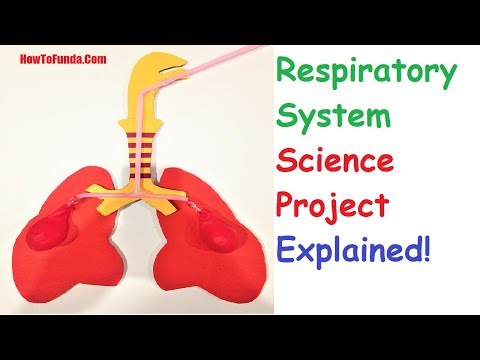 Respiratory System Explained for science exhibition howtofunda