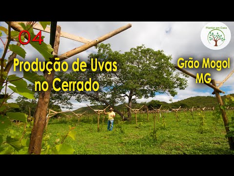 , title : '04 Produção de Uvas e Turismo Rural em Grão Mogol, Plantio Definitivo'