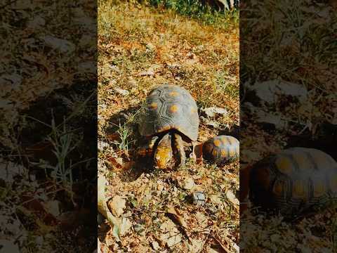 Rescate de tortuga morrocoya en Magangué