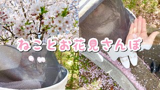 猫とお花見さんぽ 足長マンチカン まる Munchkin cat