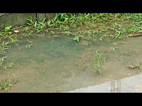 Acidente ,óbito e Alagamento : Assim começou Ubatuba sp nessa quarta feira 🌧️☂️