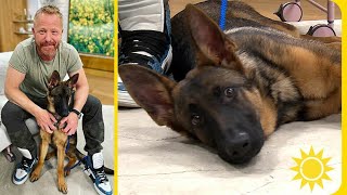 Hur får jag min valp att sluta bita – hundcoachen svarar | Nyhetsmorgon | TV4 & TV4 Play