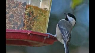 Sarah Jarosz - "Take Another Turn"