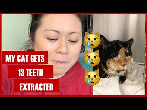 VLOG: MY CAT GETS 13 TEETH EXTRACTED!
