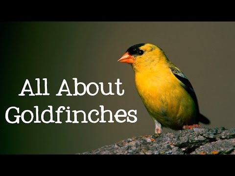 download lagu mp3 mp4 Gold Finches, download lagu Gold Finches gratis, unduh video klip Gold Finches