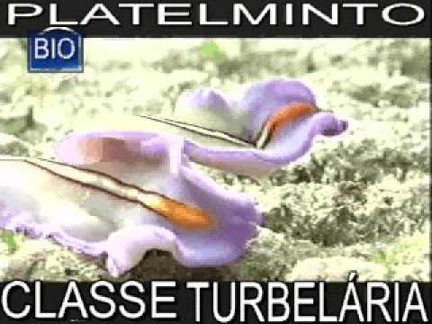 PLATELIMINTO   FECUNDAÇÃO CRUZADA