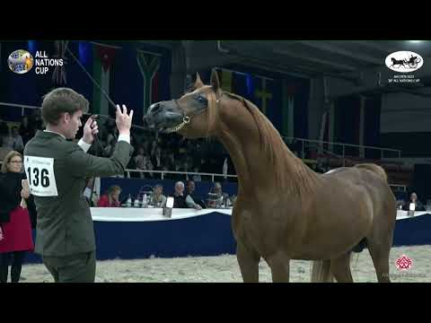 N 136 WORONIN   AACHEN 2022   38° All Nations Cup   Stallions 4 6 Years Old Class 10