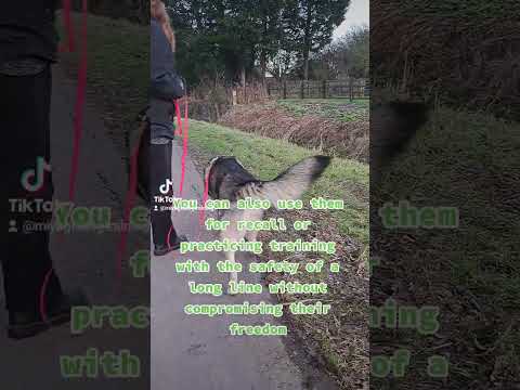 Mutts 'n' Mischief Holistic Education and Behaviour Services video.