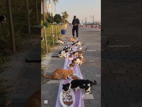 حين يتحول الطعام إلى رسالة حبWhen food becomes a message of love #cat #قطط