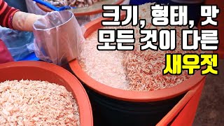 다 같은 새우젓이 아니다. 새우젓의 모든 것! / YTN 사이언스