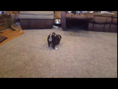 This is a video of Rider playing fetch.