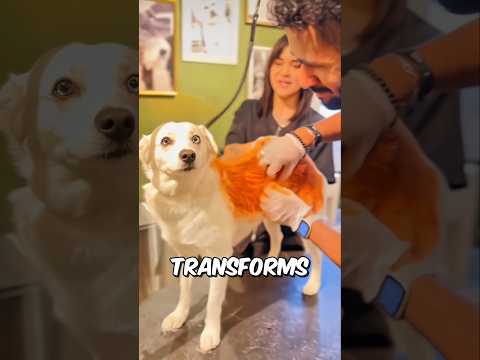 He Turns Dogs Into Wild Animals 😱