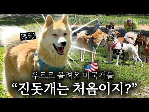“저 개는 뭐야?” 진돗개 데리고 미국 공원 갔다가, 인기가 폭발했습니다