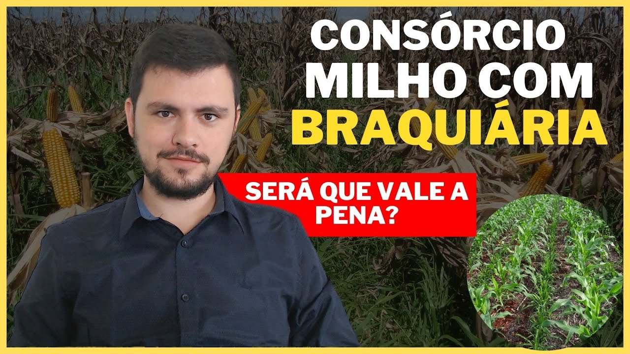 Consorcio de MILHO com BRAQUIÁRIA I Será que vale a pena mesmo?