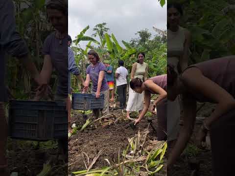 Upcoming 3 days intensive permaculture work shop at solitude farm Auroville..! ➡️ Book on -
