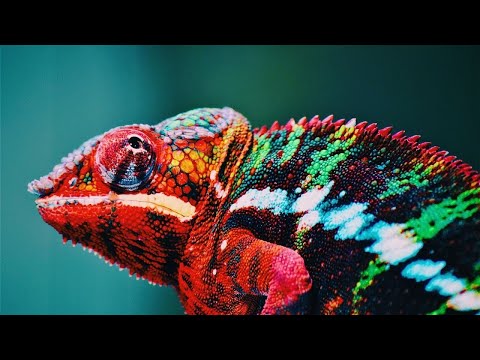 Beautiful Colorful Chameleon