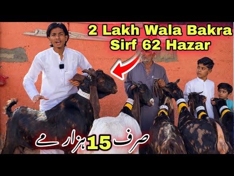 Live 🚨 Lalukhet Bakra Mandi Se Sasti |Bacho wali Bakriyan | Amir Goat Farm Ne Laga Di | goat farming