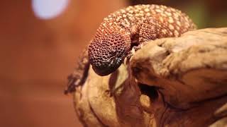 Antalya Aquarium - 94