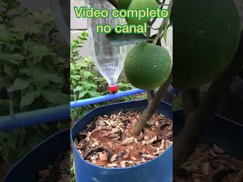 IRRIGAÇÃO POR GOTEJAMENTO COM GARRAFA PET - GOTEJADOR DE GARRAFA PET